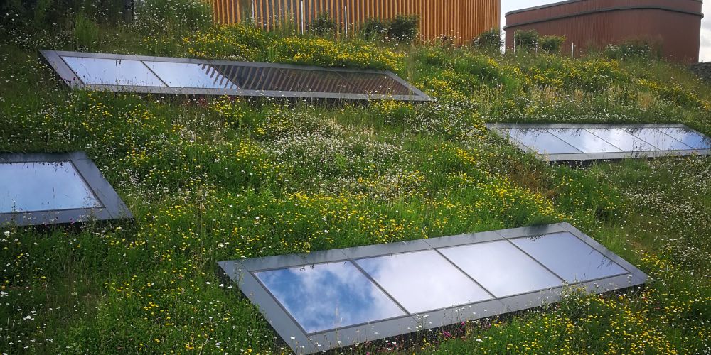 A roof with windows and green plants.